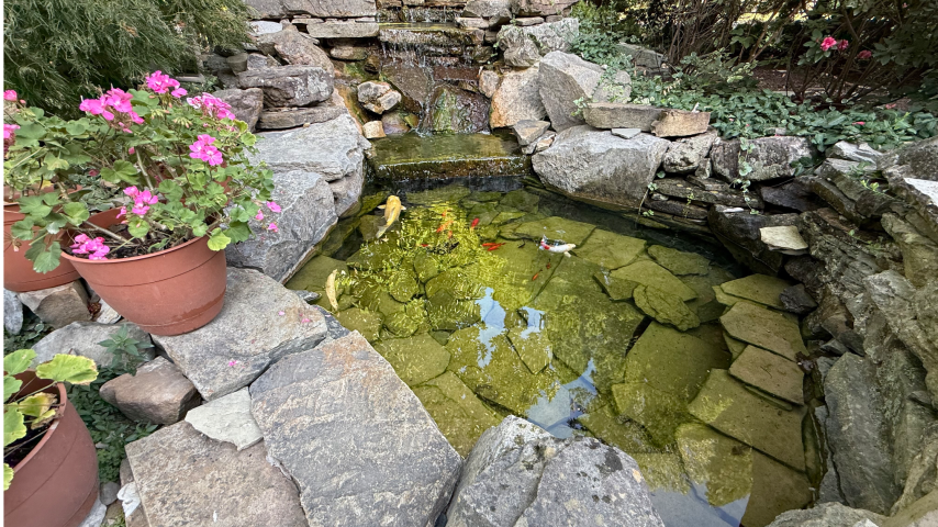How to Keep Fish Pond Pump Intakes Clear for Reliable Pond Filtration and Pump Performance 