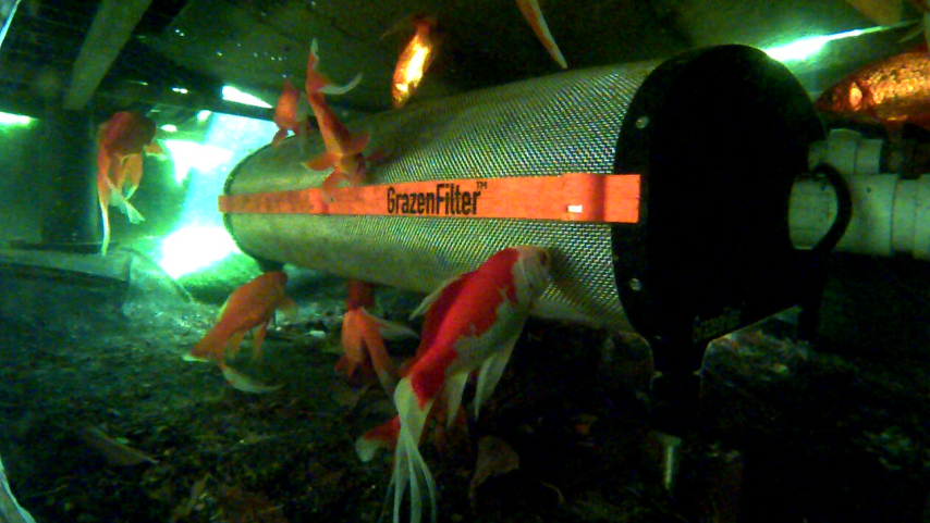 GrazenFilter: The Natural Innovation That Redefines Pond Filtration and Gives Manufacturers a True Competitive Edge